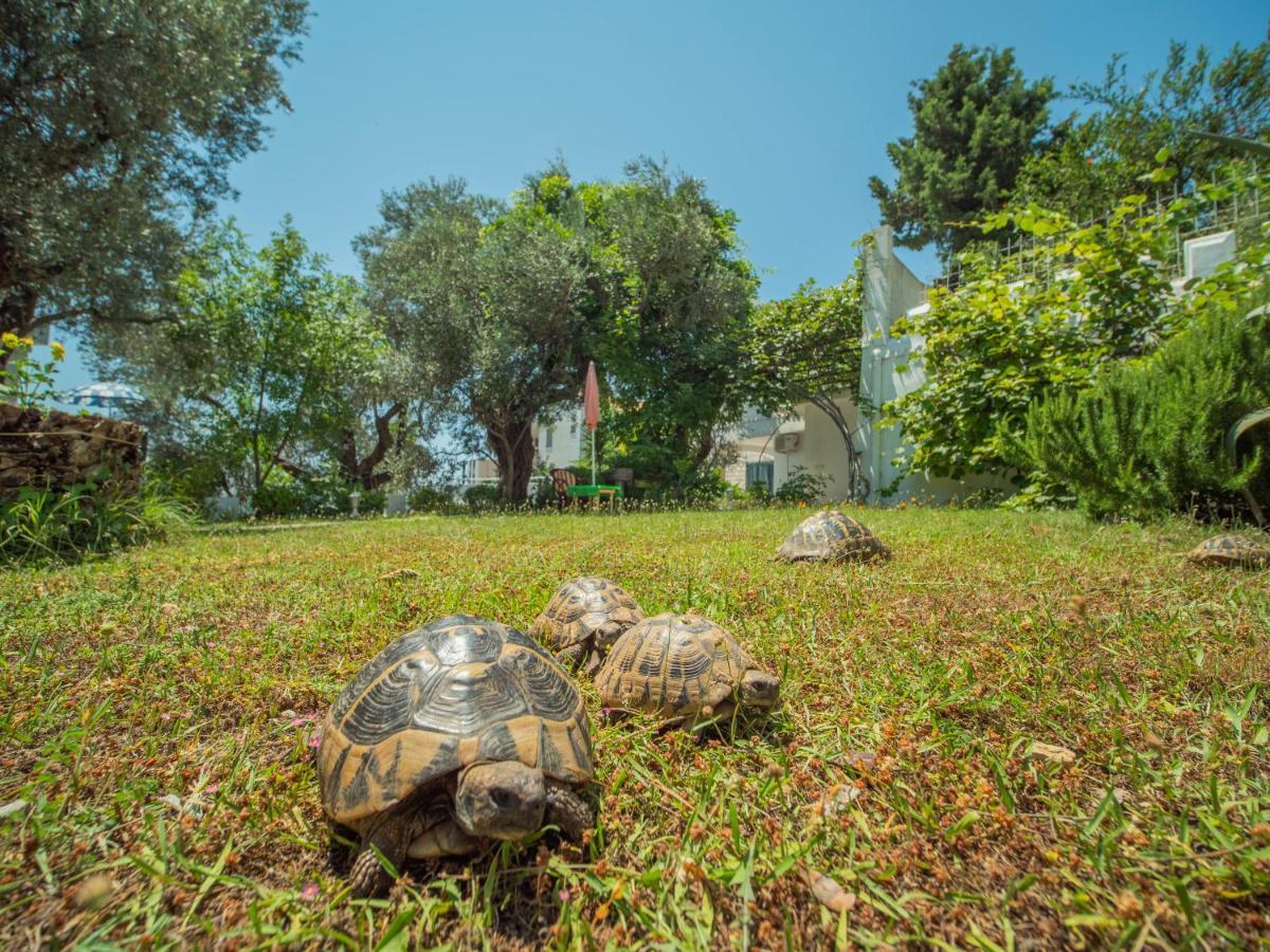 The Turtles Garden Bečići Exterior foto